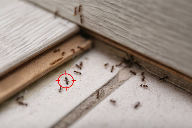 Best Pest Inspection Near Me  in Friedens, PA