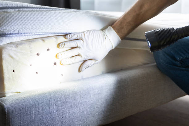 Best Emergency Pest Control  in Friedens, PA