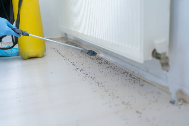 Best Wasp Removal Services  in Friedens, PA